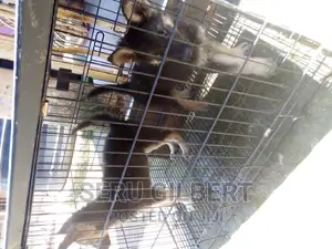 1-3 months Male Purebred German Shepherd