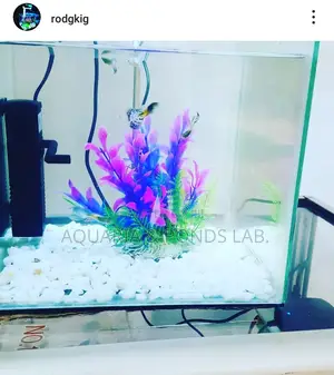 Cheap Desktop Aquarium