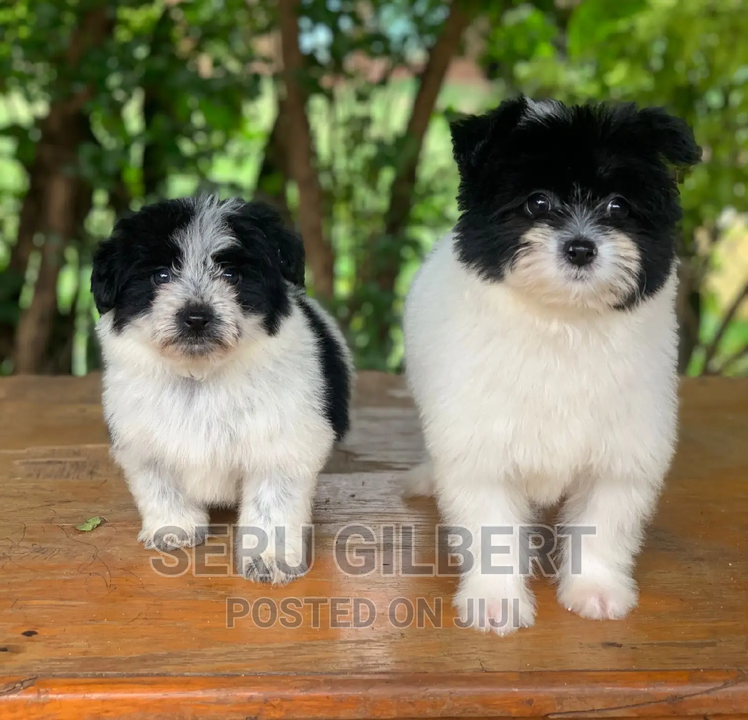 1-3 months Male Purebred Maltese