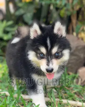 3-6 months Female Purebred Siberian Husky