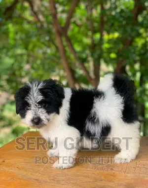 1-3 months Female Purebred Maltese