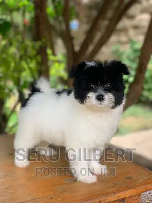 3-6 months Male Purebred Maltese