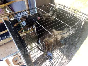 0-1 month Male Purebred German Shepherd