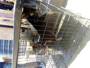 1-3 months Female Purebred German Shepherd