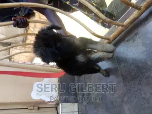 1-3 months Male Purebred German Shepherd
