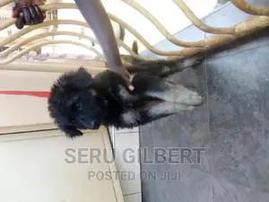 1-3 months Male Purebred German Shepherd