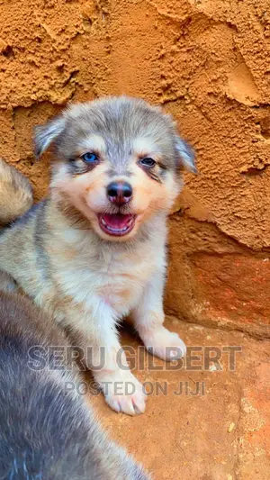 3-6 months Male Purebred Siberian Husky