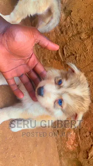 1-3 months Male Purebred Siberian Husky