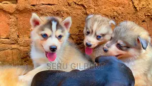 3-6 months Male Purebred Siberian Husky