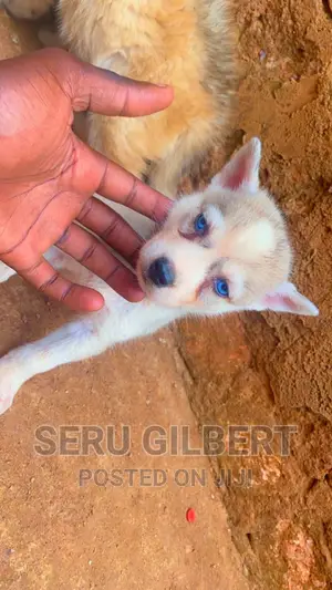 1-3 months Male Purebred Siberian Husky