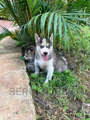 1-3 months Male Purebred Siberian Husky
