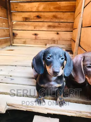 1-3 months Female Purebred Dachshund