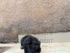 3-6 months Male Purebred German Shepherd