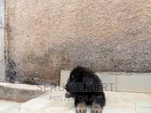 1-3 months Male Purebred German Shepherd