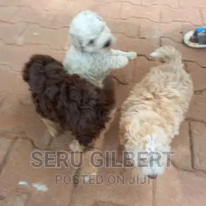 0-1 month Male Purebred Maltese