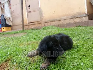 1-3 months Male Purebred German Shepherd