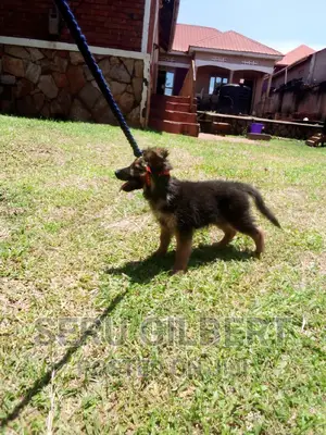 1-3 months Male Purebred German Shepherd