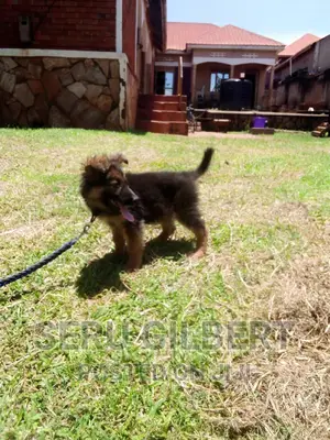 1-3 months Male Purebred German Shepherd