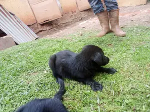 1-3 months Male Purebred German Shepherd