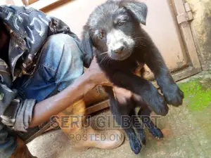 0-1 month Male Purebred German Shepherd