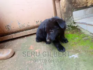 1-3 months Male Purebred German Shepherd