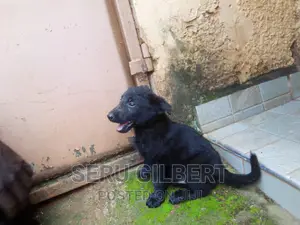 1-3 months Male Purebred German Shepherd