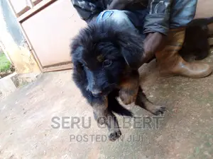 1-3 months Male Purebred German Shepherd