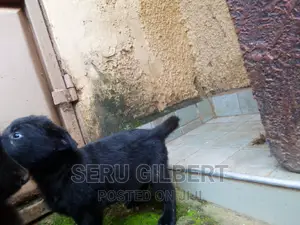1-3 months Male Purebred German Shepherd