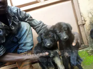 1-3 months Male Purebred German Shepherd
