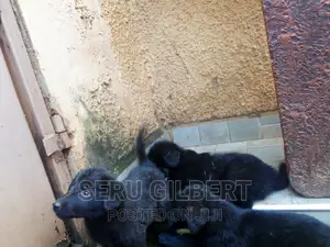 1-3 months Male Purebred German Shepherd
