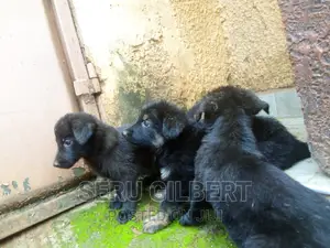 1-3 months Male Purebred German Shepherd