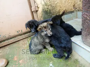 1-3 months Male Purebred German Shepherd