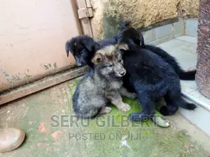 0-1 month Male Purebred German Shepherd