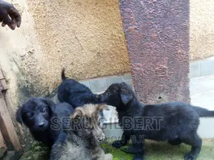 1-3 months Male Purebred German Shepherd