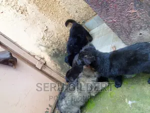 1-3 months Male Purebred German Shepherd