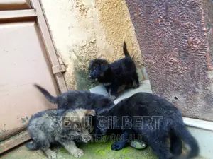 1-3 months Male Purebred German Shepherd