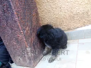 1-3 months Male Purebred German Shepherd