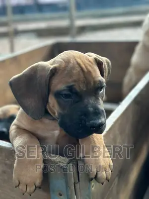 1-3 months Male Purebred Boerboel