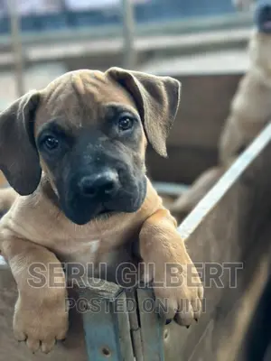 1-3 months Male Purebred Boerboel