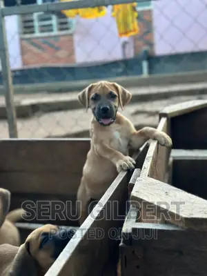 3-6 months Male Purebred Boerboel
