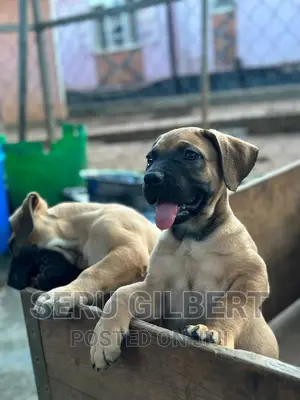 1-3 months Male Purebred German Shepherd