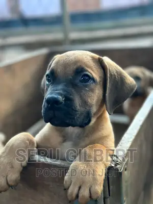 1-3 months Male Purebred Boerboel