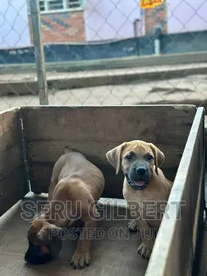 1-3 months Male Purebred Boerboel
