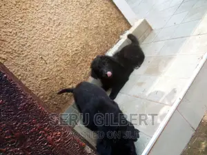 1-3 months Female Purebred German Shepherd
