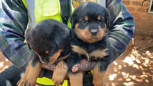 1-3 months Male Purebred Rottweiler
