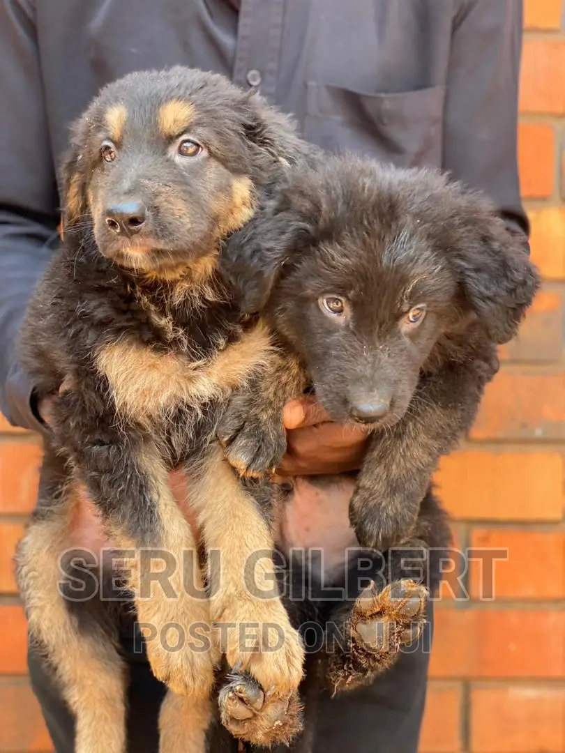 1-3 months Male Purebred German Shepherd