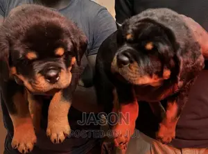 1-3 months Male Purebred Rottweiler