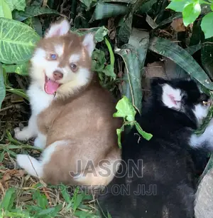 1-3 months Male Purebred Siberian Husky