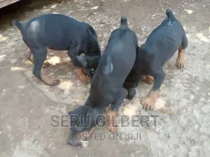 1-3 months Male Purebred Doberman Pinscher