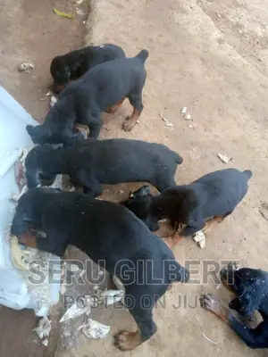 3-6 months Female Purebred Doberman Pinscher